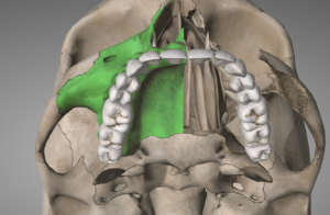Anatomy of roof of mouth